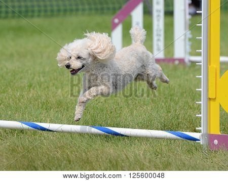 Toy Poodle Leaping Over a Jump at an Agility Trial
** Note: Visible grain at 100%, best at smaller sizes
