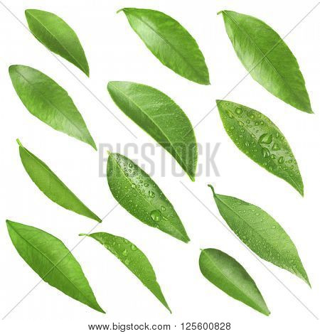 Green citrus leaves, isolated on white