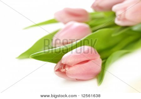 Krásný Tulips.Selective zaměření