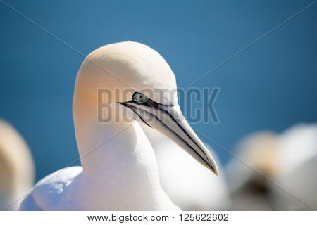 Northern Gannet Sitting On The Nest