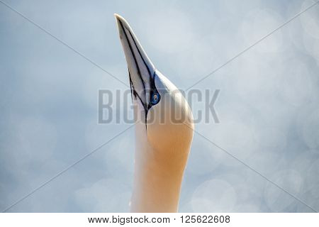 Northern Gannet Sitting On The Nest