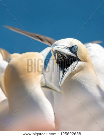 Northern gannet (Sula bassana) head portrait of two fighting beautiful sea bird with opened beak and blue sea water in the background Helgoland island Germany