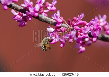 Bee On A Branch Of A Flowering Bush In Early Spring