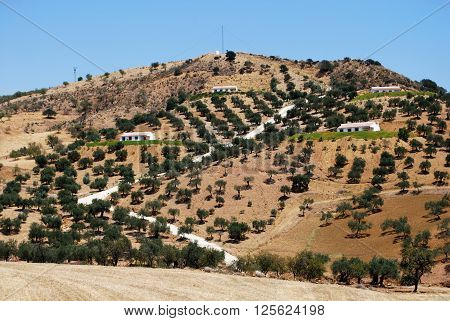 Olive trees and residential fincas on hillside between Antequera and Alora Malaga Province Andalucia Spain Western Europe.