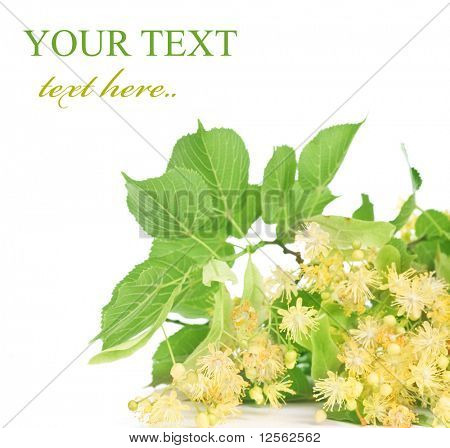 Linden Tree kwiaty granicy