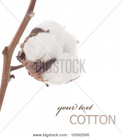 Coton over white