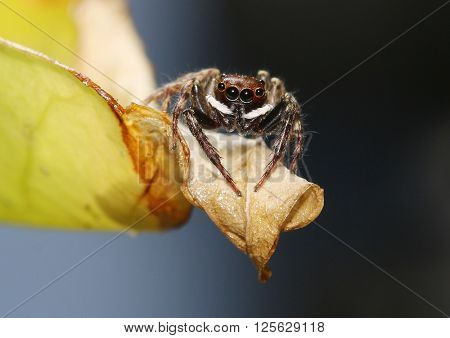 White-striped jumping spider alert on the edge of a leaf.