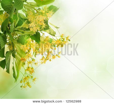 Linden árbol flores frontera