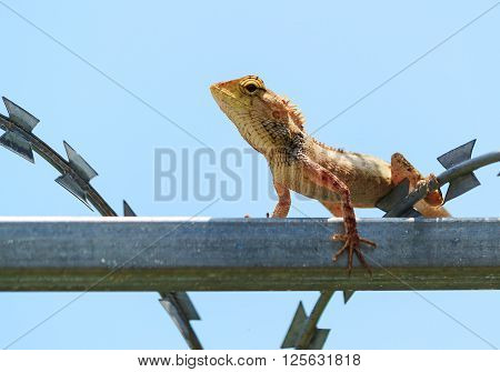 tropical Garden Fence Lizard Calotes versicolor resting on a metal fence on sunny summer day
** Note: Soft Focus at 100%, best at smaller sizes