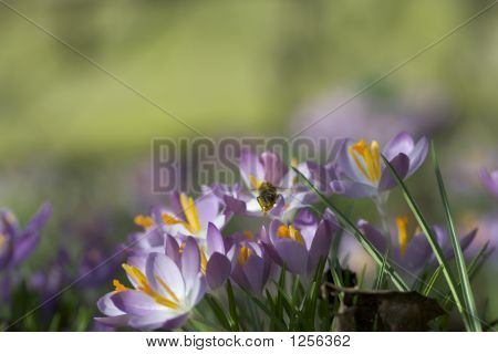 Ape e fiori Crocus