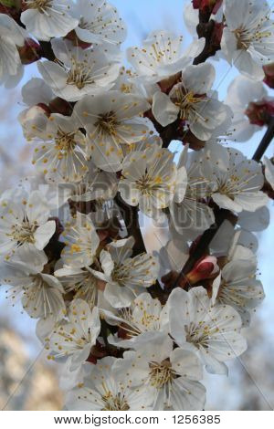 Apple Tree fiori