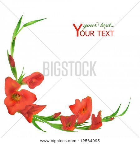 Schöne Gladiolus Grenze