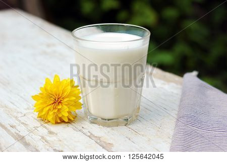 A glass of milk and hrizantema flower on grunge table