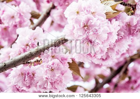 Pink Sakura flowers - Cherry blossom - in springtime detailed natural scene