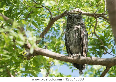 Spotted Eagle-owl (bubo Africanus) Perched On A Branch