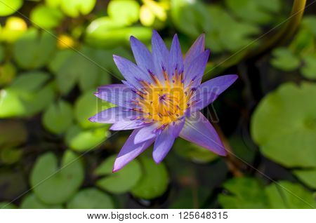 Water lilly in a pond with green leaf