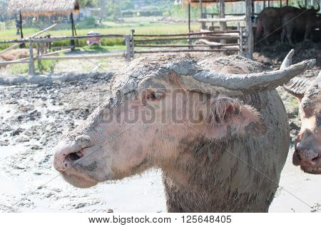 Albino water buffalo herd in a traditional thai farm with mud
