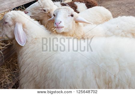 Herd of sheeps eating hay on a farm