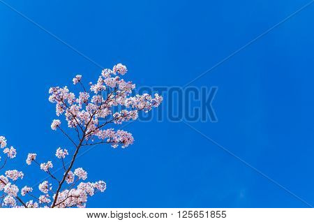At a spring season is a time for sakura blossom in Japan