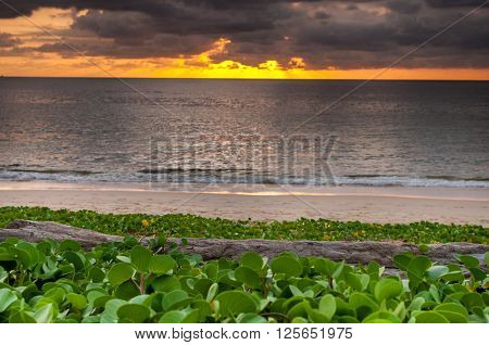 Sunset with log wood on the beach wiht beach morning glory at Naiyang beach Phuket Thailand
** Note: Shallow depth of field