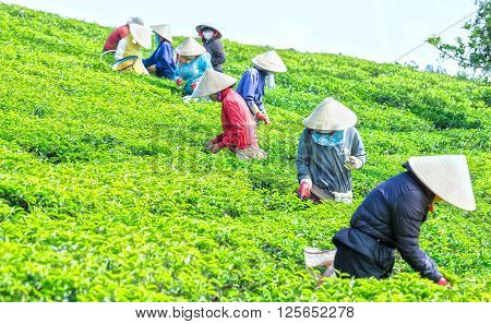 Lam Dong, Vietnam - 3rd March, 2016: Group farmers picking tea vertical uses hands to gather harvest tea leaves  factory on hill in the morning plateaus Lam Dong, Vietnam