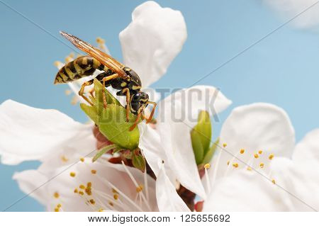 closeup wasp (Polistes dominula) on flowers of apricot early spring on sky background