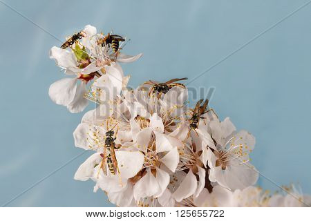 closeup a lot of wasps (Polistes dominula) on flowers of apricot early spring on sky background.