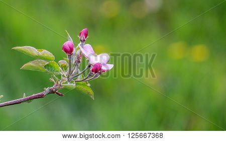 Picture of Aplle blossom in an orchard. Spring theme