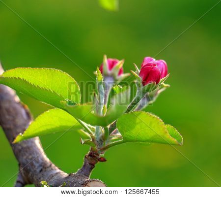 Picture of Aplle blossom in an orchard. Spring theme