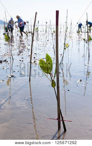 Young green mangrove tree planted by volunteers in a swamps at reserve site / save the world in Phuket Thailand