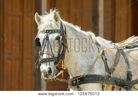 Portrait of a horse at a ranch wearing halters and blinder.