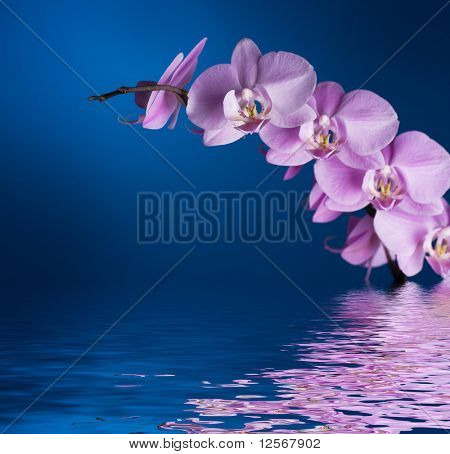 Orchidej na modré s odleskem