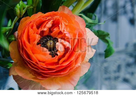 One beauty spring orange persian flower buttercup ranunculus macro. Rustic style still life. Colorful holiday background for pleasure and present.