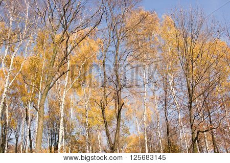 a birch forest during autumn seson in Poland