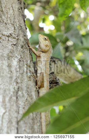 Gila tropical Asia on the tree in Thailand