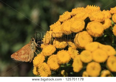 A skipper butterfly rests on yellow flowers.