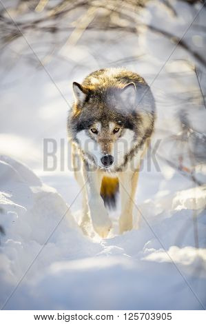One wolf with wild eyes sneaks in the woods a cold winter day. Snow on the ground and on the trees.
