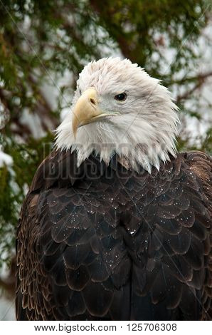 Bald eagle perched on boulder in winter