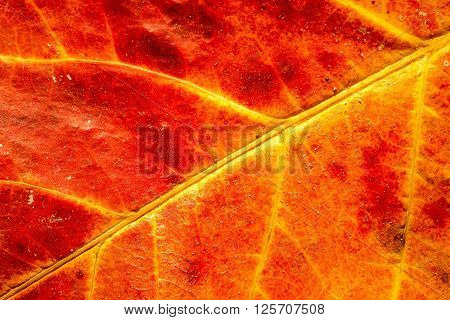 Rhizophora mangle leaf close up as a background
