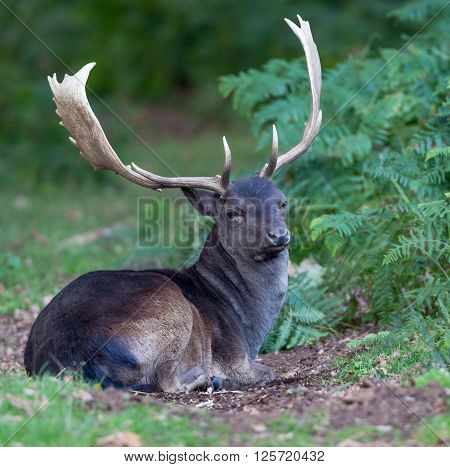 Melanistic black fallow deer buck seated,relaxing in the fern and bracken at the edge of the wood
** Note: Soft Focus at 100%, best at smaller sizes