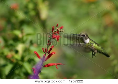 hummingbird 
