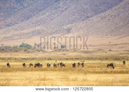 The great african plains with grass. Herds of gnus or wildebeests. Landscape in Ngorongoro, Tanzania.