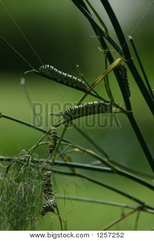 Caterpillars