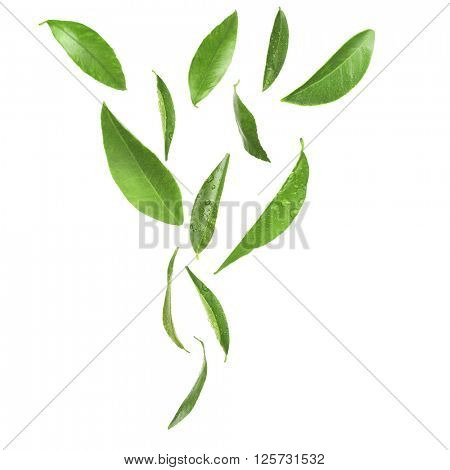 Green citrus leaves, isolated on white