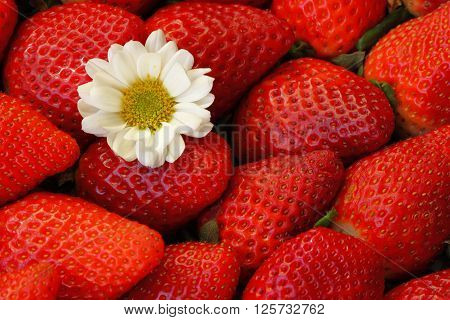 red strawberry and white flowerbackground macro close up
** Note: Soft Focus at 100%, best at smaller sizes