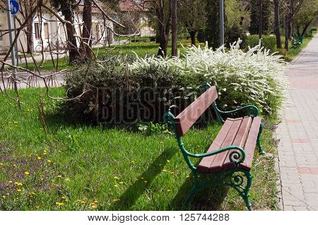 Spirea (Spiraea nipponica) in early spring in the park.