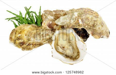 Group of fresh live oysters isolated on a white background