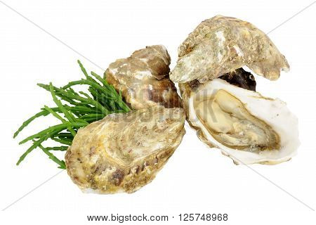 Group of fresh live oysters isolated on a white background
