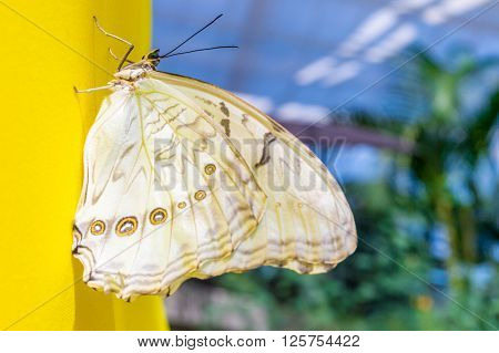 White Morpho butterfly on a yellow wall (Morpho polyphemus)