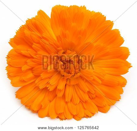 Close up of calendula over white background